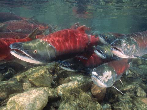 Sockeye Salmon Also known as red salmon Depends on lakes Live about 3