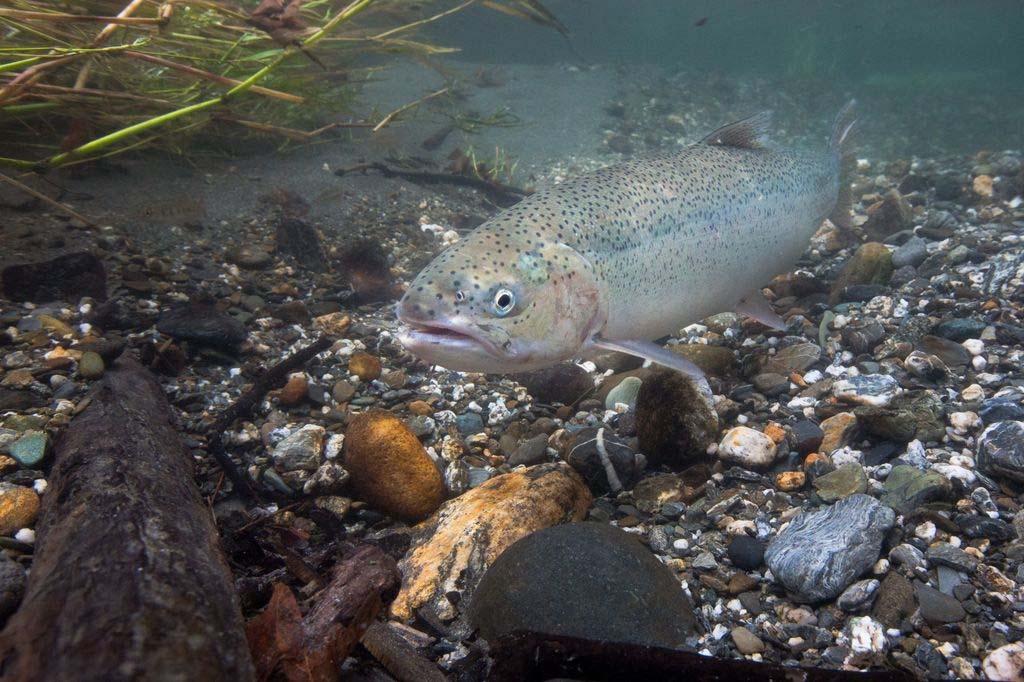 Anadromous Trout Species Bull Trout: Listed as threatened under Endangered Species Act in Washington State (1999) Really cold water