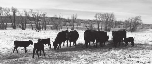 Central Montana Gelbvieh & Angus Genetics Saturday March 17, 2018 1:00 pm (MST) Lewistown Livestock Auction Lewistown, Montana Auctioneer: Kyle Shobe... Cell...(406) 366-0472 Accomodations: Yogo Inn.