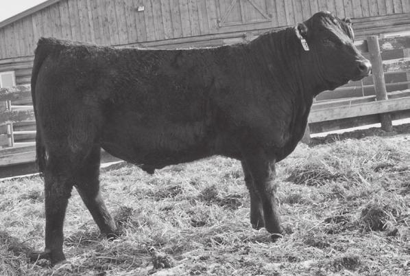 He is a good, solid bull with EPDs to back him up and he should sire some exceptional replacement heifers with his maternal EPDs (top 20% MK, top 15% TM and top 15% HP).