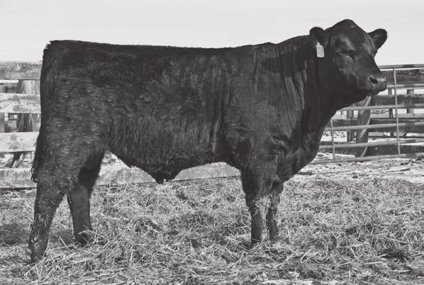 68 Adj REA. Tons of capacity in this bull! Big Hunk boasts a 678 pound AWW 103. 22 Abraham 131E DOB 2/19/17 Tattoo 131E Reg. No.