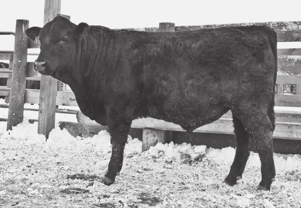 39 46 0.37 0.36 94.55 87.91 161.28 Lot 24 Expect bigger pay checks when you run his calves across the scale! He boasts a 729 pound AWW 111 in a drought year with no supplement, 1410 AYW 119 and a 4.