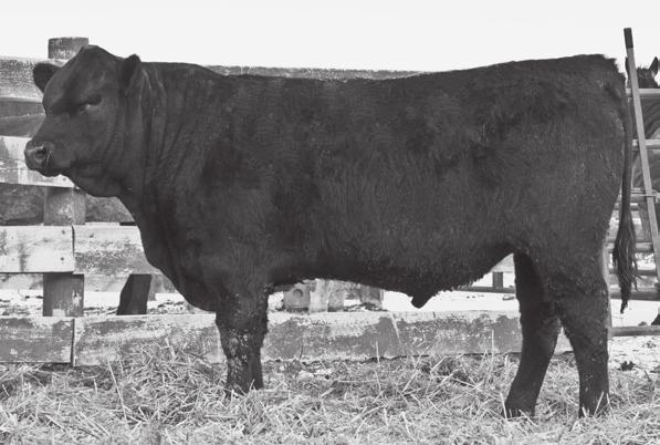 He also has the ability to give you daughters with calving ease (Top 15% CED and top 10% CEM), and exceptional maternal power (Top 3% MK, Top 1% TM, TOP 15 % HP and PG30), along with growth!