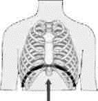 4. The diagram below shows the structure the lungs and the thoracic cavity i. What is the function of part labeled E? ii. Name the two muscular folds found in part labeled A iii.