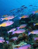 Snorkeling Trips Sign up for a relaxing afternoon snorkeling trip to Tugboat or Director s Bay.