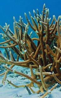 coral RESTORATION CORAL RESTORATION Restoring. Protecting. Preserving.