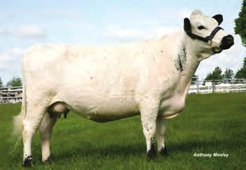 His sire is Latchygors Teabone (bull of the year in 2012 and 2014) a grandson of De Beauvoir Huckleberry Finn (bull of the year 2003).