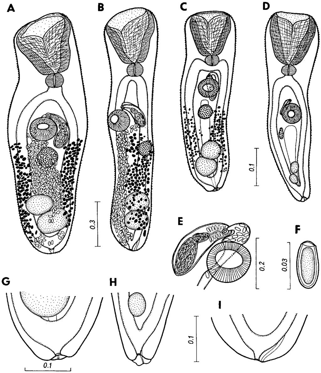 201 Figure 1. Perezitrema bychowskyi (Caballero & Caballero, 1975) from Atractosteus tropicus, Mexico.