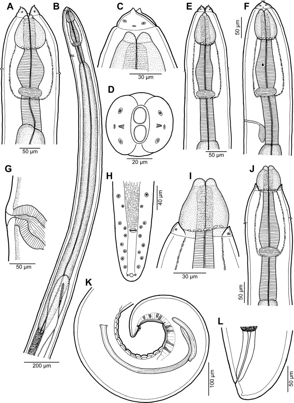 F. Moravec and J.-L. Justine: Parasite 2018, 25, 39 3 Figure 1. Rasheedia heptacanthi n. sp.