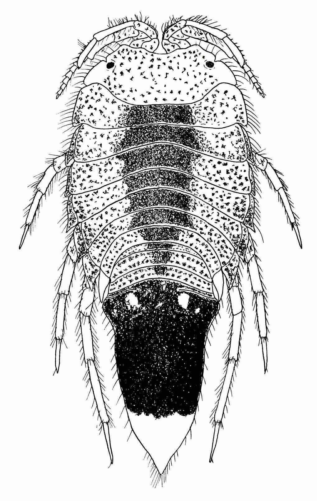 HOLTHUIS, SADURIELLA 31 Fig. ι. Saduriella losadai new species, female in dorsal view. X 9. by Bowman (1955) for Chiridotea almyra Bowman. The inner lacinia of the maxillula (fig.