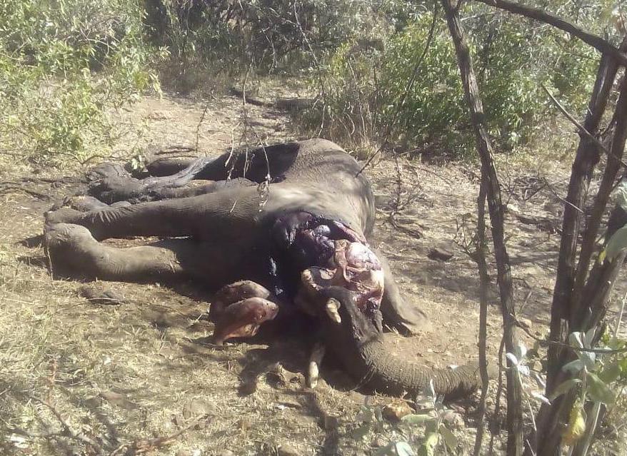 MEP November 2018 Report One of the elephant carcasses found in Rekero, photo taken by the MEP Enkutoto ranger team.