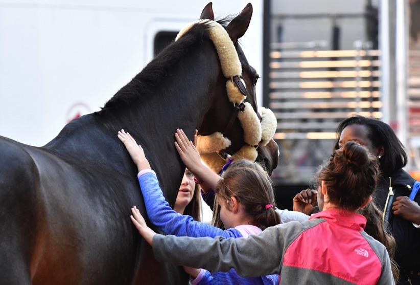 HORSE SHOW IN THE CITY Recognized as one of the top equestrian events in North America, offers the best in show jumping, hunter and equitation competitions, plus entertaining horse-themed exhibitions