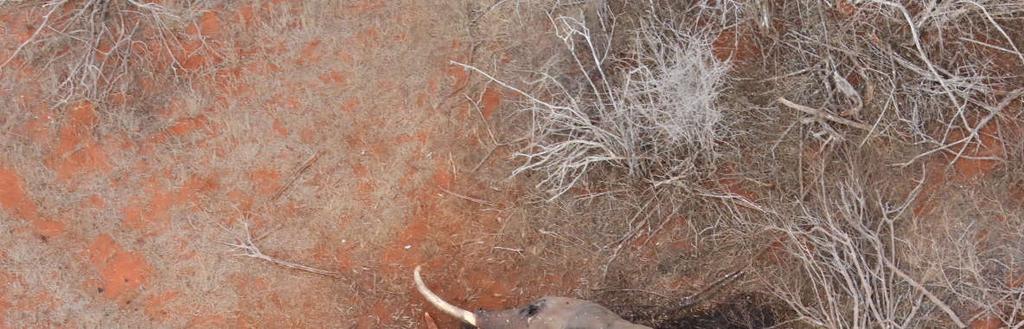 MONTHLY AERIAL SUMMARY In August there was an increase in poaching activity which is not unusual given past trends of poaching as conditions dry