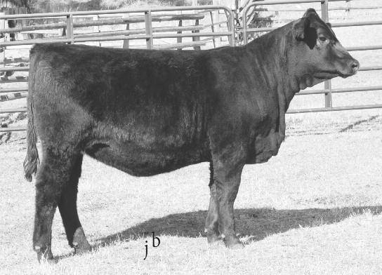 302 INNIWAY MS RIGHT TIME 512 9.3 49 91 12 22 21.53.53.071 51.24 49.60 29.16 85.19 A.I. bred on 5-12-15 to Sitz Upward 307R.