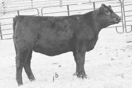 ENTENSE 1137 10 1.3 52 94 10 25 48.62.76.036 52.06 42.48 34.19 140.18 A.I. bred on 5-12-15 to Connealy Black Granite. Pasture exposed from 5-19- 15 to 8-1-15 to SMA Upward Design 26.