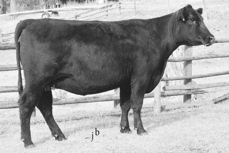 kkkk Bred Cows kkkk LOT 33 A.I. bred on 5-12-15 to RB Tour of Duty 177. Pasture exposed from 5-19-15 to 8-1-15 to SMA Upward Design 26.