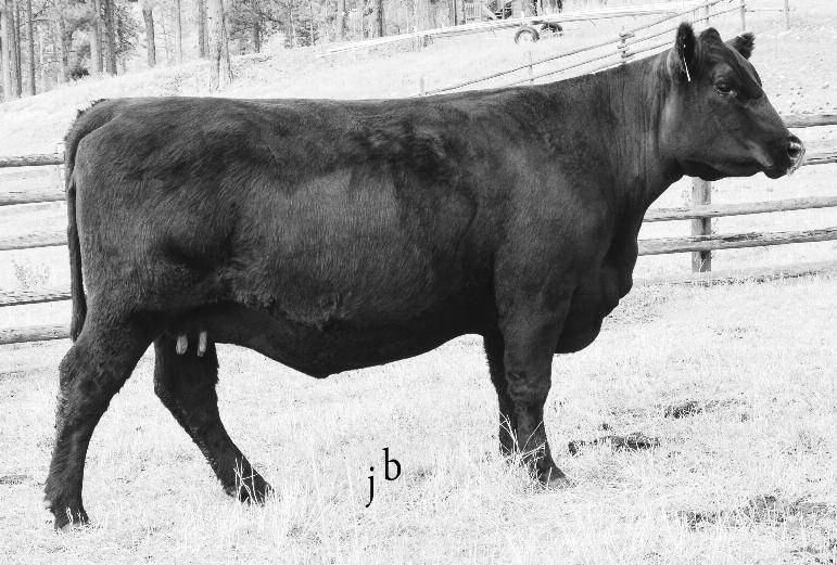 , WWR and will sell in the 2016 Bitterroot Performance Bull Sale. A flush sister sells as 34.