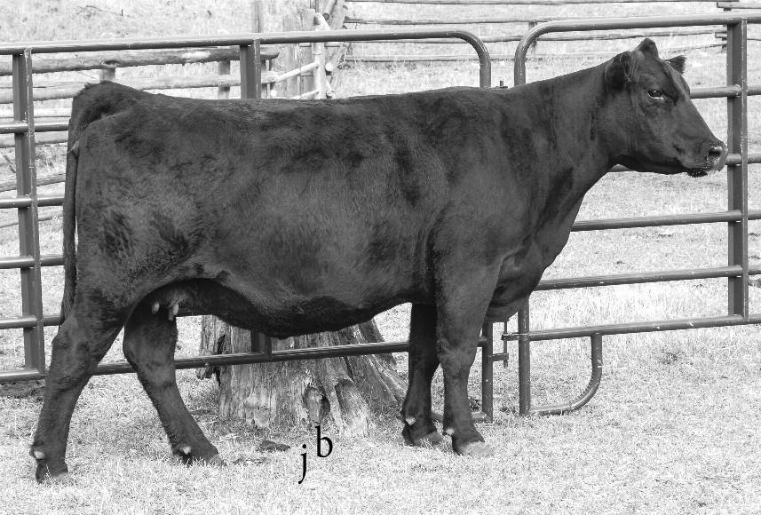 LOT 40 A.I. bred on 5-12-15 to RB Tour of Duty 177. Pasture exposed from 5-19-15 to 8-1-15 to SMA Upward Design 26. Vet examined safe to RB Tour of Duty 177 and estimated due 2-18-16.