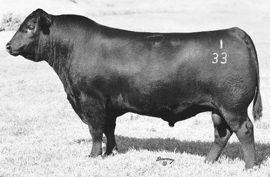 His calm demeanor is being passed on to his progeny and he is as quiet as they come. $80,000 feature in the 2012 Connealy Spring Bull Sale.
