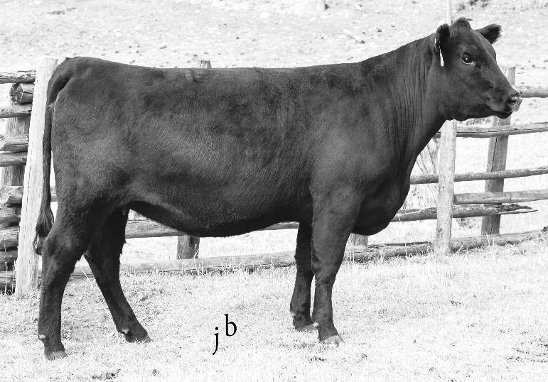 LOT 3 A.I. bred on 5-4-15 to Connealy Black Granite. Pasture exposed from 5-19-15 to 8-1-15 to SMA Straight Answer 2524. Vet examined safe to Connealy Black Granite and estimated due 2-10-16.
