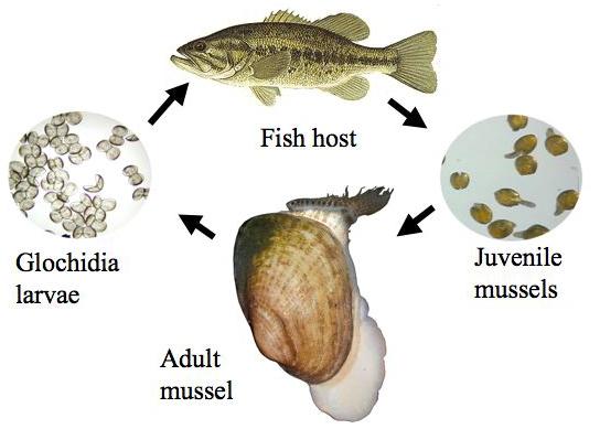 Inter-specific Interactions Occurrence of some species depends on presence of others Freshwater Mussels Many species depend on fish hosts to complete