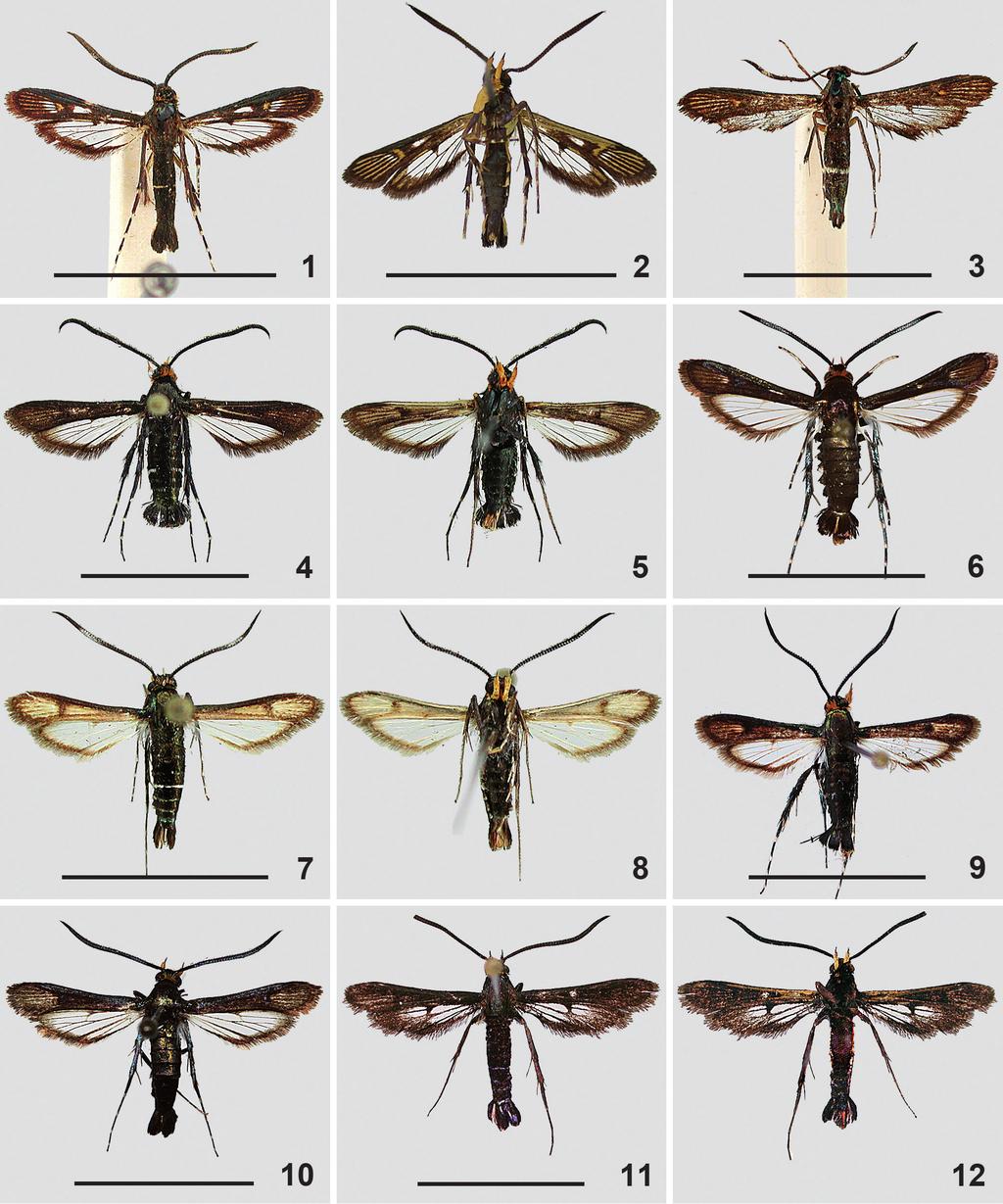 BARTSCH, REVISIONARY CHECKLIST OF THE SOUTHERN AFRICAN OSMINIINI 241 Figs. 1 12. Cabomina spp. 1 3. C. hilariformis n. comb. 1., Port Natal. 2. ventral view, South Africa, KwaZulu-Natal, Durban, Umlalo.