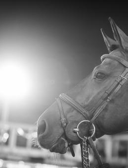 4 WAREGEM HORSE WEEK 2018 INTRODUCING A NEW ERA OF INTERNATIONAL JUMPING WAREGEM HORSE WEEK With 9 years of experience in organizing top class show jumping events, the team of Deutsche Bank Jumping