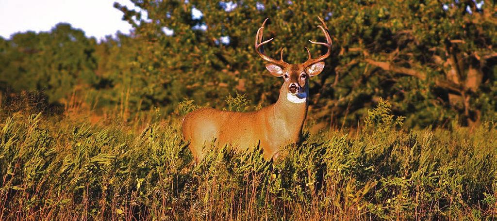 CARMON BRIGGS Gun Season Gun season continues to remain Oklahoma s most popular time to hunt deer. This season saw 197,712 hunters afield with a modern firearm.