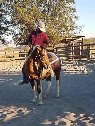 Page 7 of 7 RESCUE CHILE Three y/o, 14-hand Paint cross mustang filly.