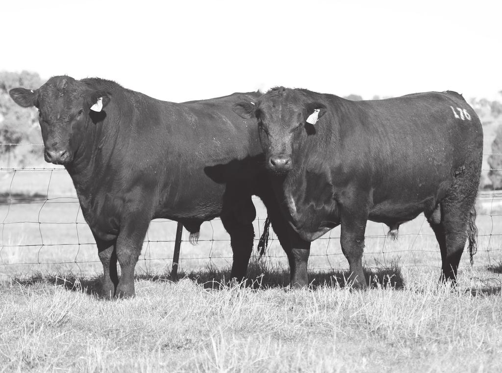 They have continued to purchase bulls over the past 20 years. Their beef cattle operation is at Adaminaby on the Monaro.