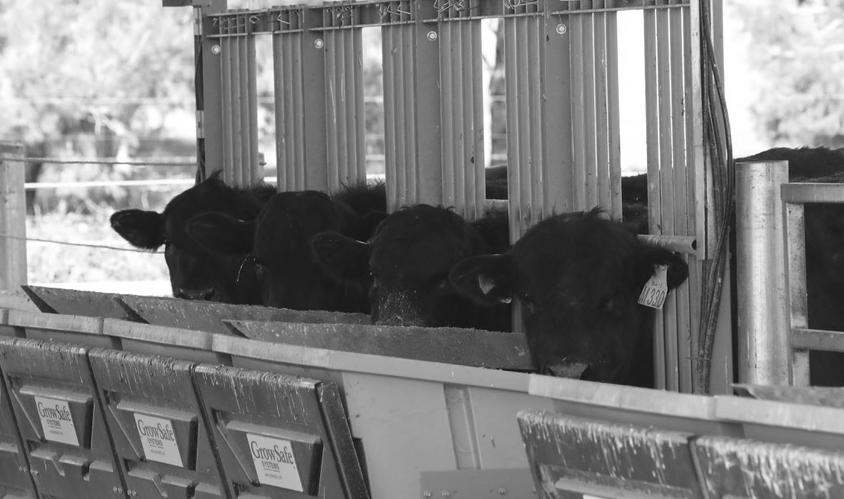 The weight of the tub is being weighed every second throughout the trial. Each individual bull has his normal NLIS tag or transponder in his ear.