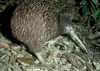 Predator control for kiwi protection New Zealand s wildlife, including kiwi, are particularly vulnerable to pest animals.