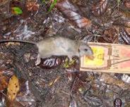 4 Rats Are common in forests Ship rats are good climbers Norway rats live near waterways and swamps