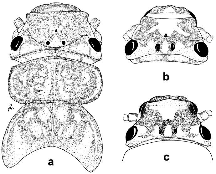 5 Setation along occipital fold continues around eye and extends far forward onto expanded flat side of head, laterally in front of eye. Occipital fold just inside from each eye distinctly wavy.
