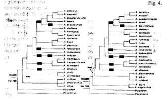 karyotypes of extant ray-finned fishes. Phylogentic relationships following Venkatesh et al.(2001) and Inoue et at. (2003). M, macrochromosomes, and, m, microchromosomes.