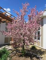 Crabapple Tree in Courtyard Blessing of Hands with Pastor Derek The spring brought more donations of beauty to our lovely