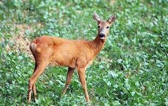 Prices 2016 Roe Deer Hunting Season: Roebuck: 15.04.-30.09. Doe, Fawn: 01.10.-28.02.