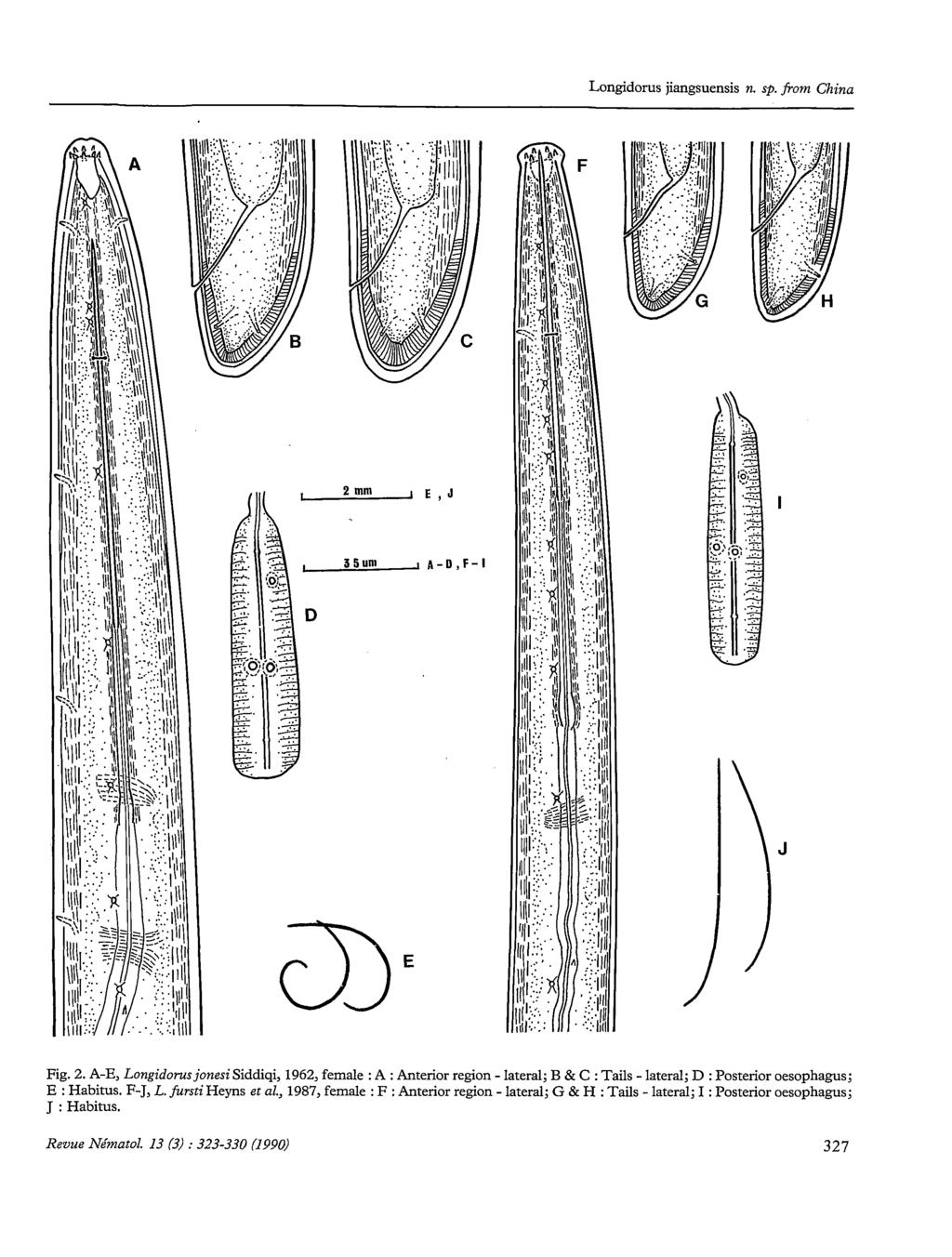 Longidorus jiangsuensis n. sp. from China J E Fig. 2.