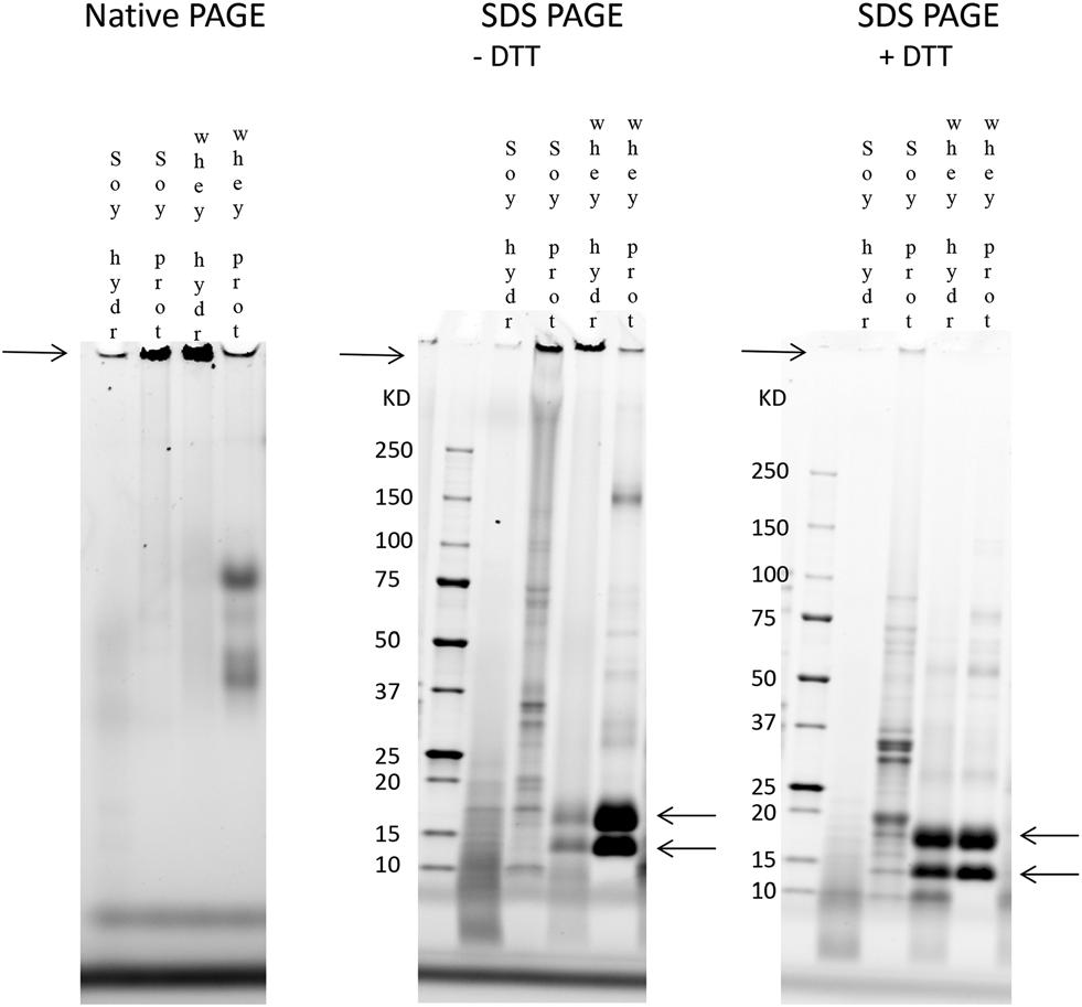 hydrolysates was studied in intact soy isolate, intact whey protein and their hydrolysates by comparing the native PAGE result with an SDS-PAGE gel in which a uniform charge density was established.
