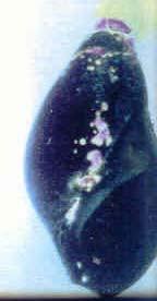 Philophthalmid cercariae belong to megalurous