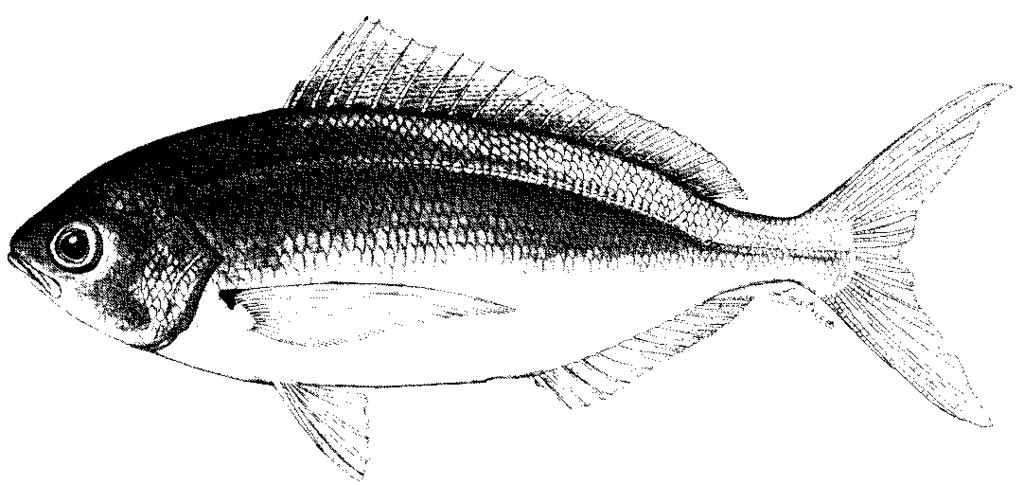 Caudal fin yellow in life, without prominent blackish markings; dorsal peduncular scales 11 to 13; ventral peduncular scales 14 to 17; scales below lateral line to anal-fin origin usually 17 to 20
