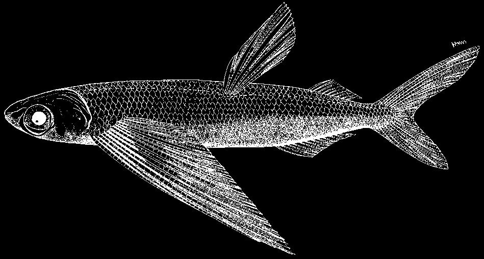 Beloniformes: Exocoetidae 2171 Cheilopogo intermedius Parin, 1961 En - Intermediate flyingfish.