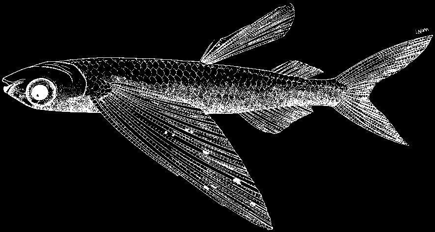 (after Parin and Besednov, 1965) Cheilopogon pitcairnensis (Nichols and Breder, 1935) En - Pitcairn flyingfish.