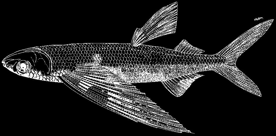 Beloniformes: Exocoetidae 2173 Cheilopogon suttoni (Whitley and Colefax, 1938) En - Sutton s flyingfish; Fr - Exocet de