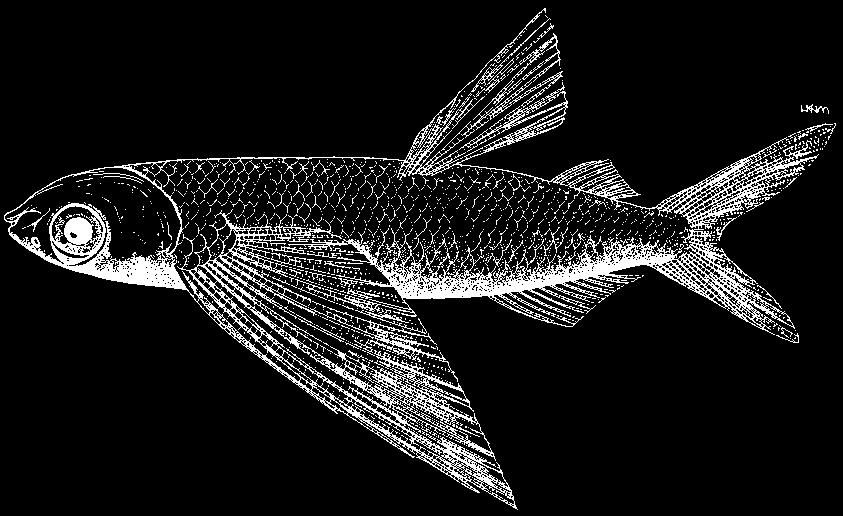 Beloniformes: Exocoetidae 2169 Cheilopogon abei Parin, 1996 En - Abe s flyingfish. Maximum standard length about 22 cm. Pelagic in neritic surface waters.