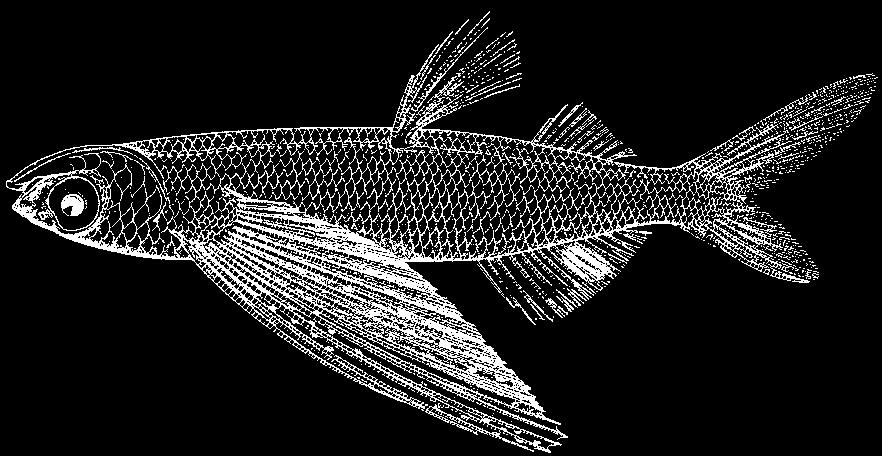 (after Parin, 1996) Cheilopogon arcticeps (Günther, 1866) En - Bearhead flyingfish. Maximum standard length about 21 cm.