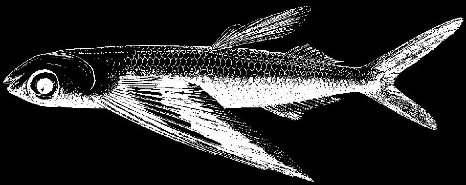 (after Bruun, 1935) Cheilopogon dorsomacula (Fowler, 1944) En - Backspot flyingfish; Fr - Exocet à dos tacheté; Sp - Volador de dorso