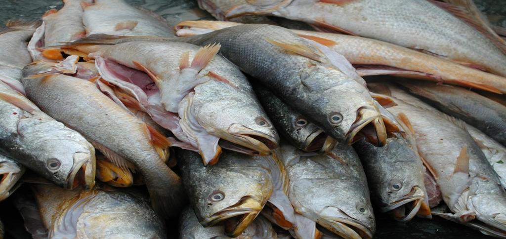 The paper aims to bring awareness to and disseminate the most current information available, for personnel involved in the fisheries industries or management in the Caribbean region on Illegal,