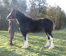 LOT 34 Consignor: Carson, David REG. CLYDESDALE - FILLY May 04 2017 Black Yearling filly with 4 white socks. Halter broke. ELM GROVE PRINCESS LEIA Reg.