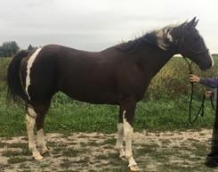 LOT 4 MERCEDES Consignor: Meunier, Carolyn QUARTER HORSE - MARE Aged Registered Quarter Horse Mare but selling with no papers.